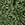 Green flower print pants