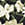 Botanical floral skirt black and white